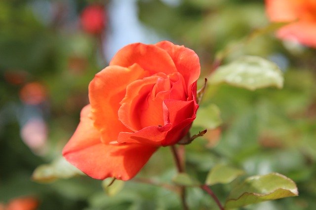 Bezpłatne pobieranie Pink Roses Rose Bud - darmowe zdjęcie lub obraz do edycji za pomocą internetowego edytora obrazów GIMP