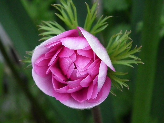 Descărcare gratuită șablon foto gratuit Pink Spring Flowers pentru a fi editat cu editorul de imagini online GIMP