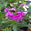 Pink Spring Flower Wallpaper  screen for extension Chrome web store in OffiDocs Chromium