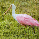 PINK SPUNNY BIRD Theme  screen for extension Chrome web store in OffiDocs Chromium