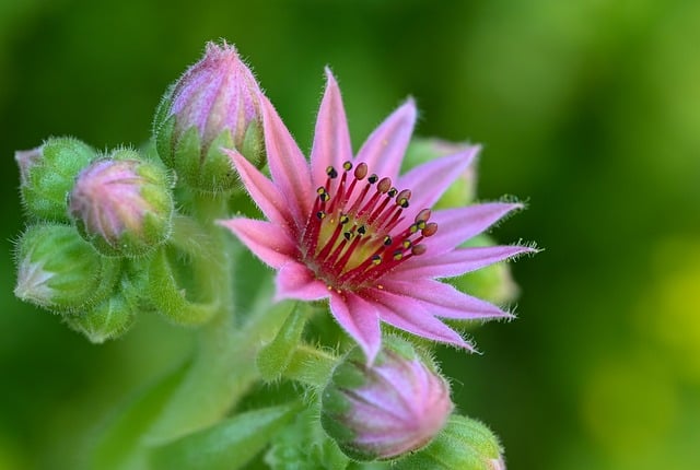 Free download pink stonecrop flower succulent free picture to be edited with GIMP free online image editor