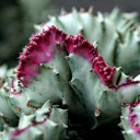Pink thorn cactus  screen for extension Chrome web store in OffiDocs Chromium