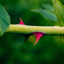 Pink thorns  screen for extension Chrome web store in OffiDocs Chromium