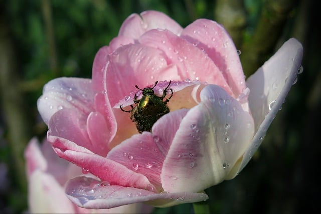 Free download pink tulip beetle tulip dewdrops free picture to be edited with GIMP free online image editor