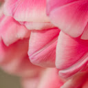 Pink Tulip Flower Theme  screen for extension Chrome web store in OffiDocs Chromium