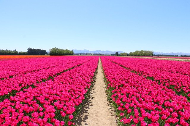 Template Photo Pink Tulips Fields -  for OffiDocs