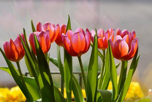 Free download pink tulips pink flowers tulips free picture to be edited with GIMP free online image editor