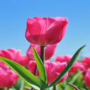 Pink Tulip Wallpaper  screen for extension Chrome web store in OffiDocs Chromium
