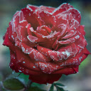 Pink velvet and ice and snow  screen for extension Chrome web store in OffiDocs Chromium