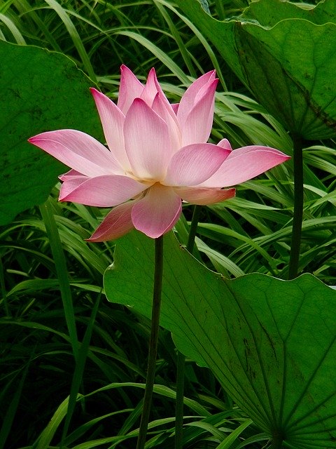 Free download Pink Vietnam Lotus -  free photo or picture to be edited with GIMP online image editor