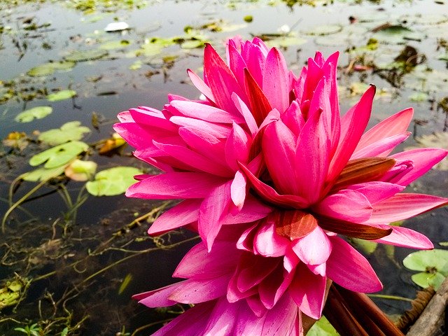 Template Photo Pink Water Lily Boat Village -  for OffiDocs