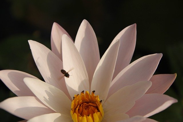 Unduh gratis Pink Water Lily Pond Nature - foto atau gambar gratis untuk diedit dengan editor gambar online GIMP