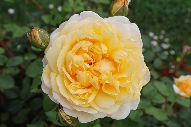 Free download pink yellow rose flower free picture to be edited with GIMP free online image editor