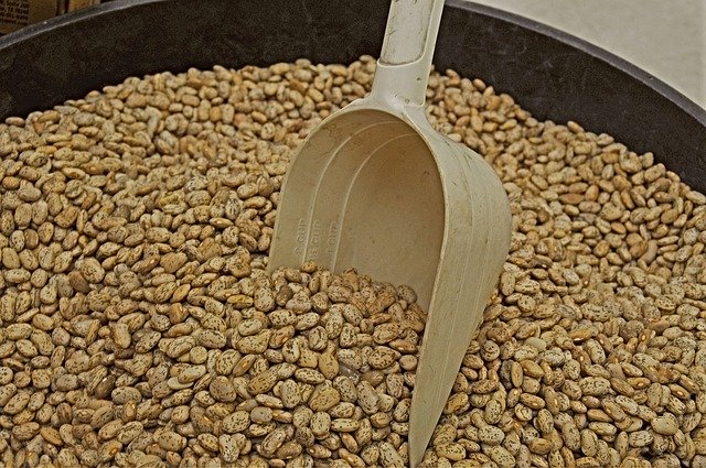 Free download Pinto Bean Beans -  free photo or picture to be edited with GIMP online image editor