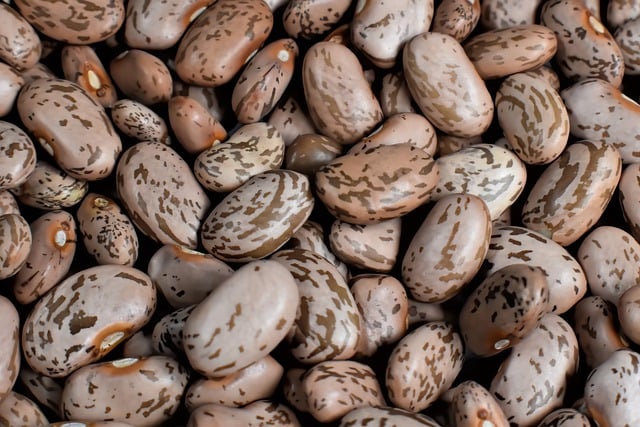 免费下载斑豆 棕色豆 豆类食品 免费图片可使用 GIMP 免费在线图像编辑器进行编辑