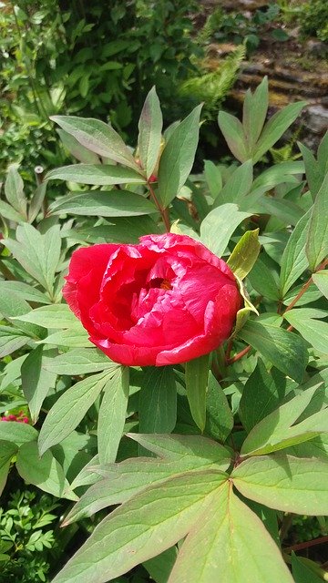 Free download Pion Bush Flowering -  free photo or picture to be edited with GIMP online image editor