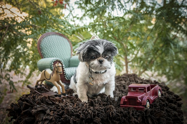 Free download pip miniature shihtzu shih tzu free picture to be edited with GIMP free online image editor