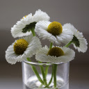 Pistil flower  screen for extension Chrome web store in OffiDocs Chromium