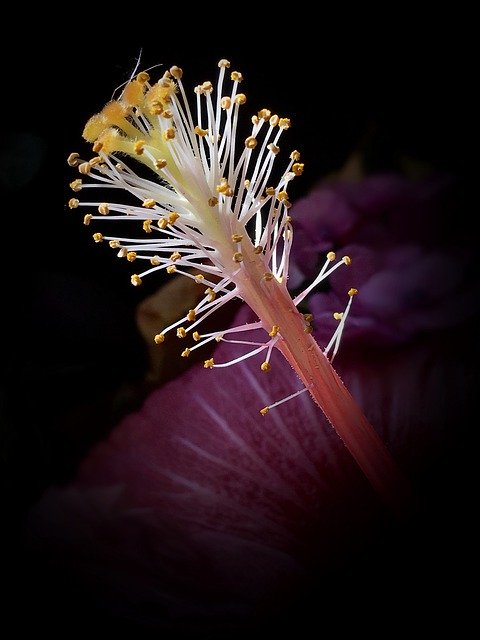 Muat turun percuma Pistils Stamens Ibisco - foto atau gambar percuma untuk diedit dengan editor imej dalam talian GIMP