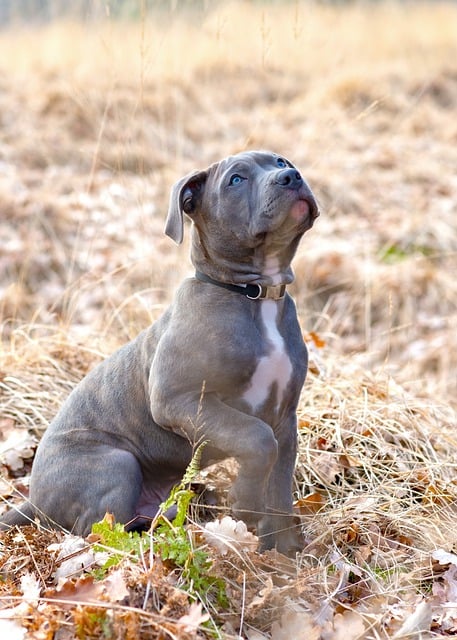 Free download pit bull dog puppy pet young free picture to be edited with GIMP free online image editor