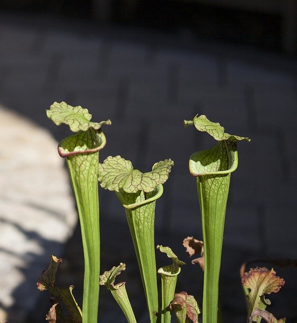 Libreng download Pitcher Plant Nature Carnivorous - libreng larawan o larawan na ie-edit gamit ang GIMP online na editor ng imahe