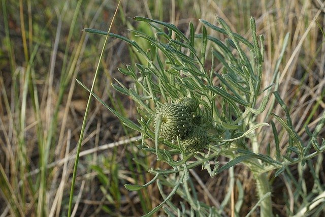 Descarga gratuita Pitchers Thistle Cirsium Pitcheri - foto o imagen gratuita para editar con el editor de imágenes en línea GIMP