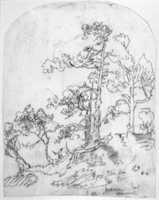 Free download Pitch Pine, Pt. Arena, California free photo or picture to be edited with GIMP online image editor