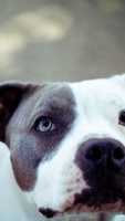Free download Pitpup free photo or picture to be edited with GIMP online image editor