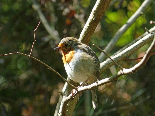 Free download Pit-Roig Robin Bird -  free photo or picture to be edited with GIMP online image editor