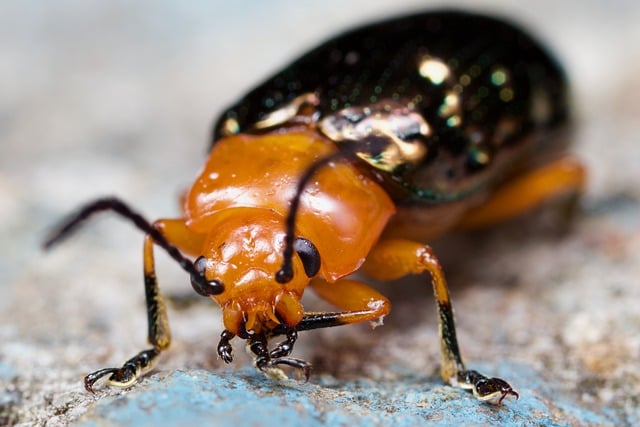 Free download pittosporum beetle insect beetle free picture to be edited with GIMP free online image editor