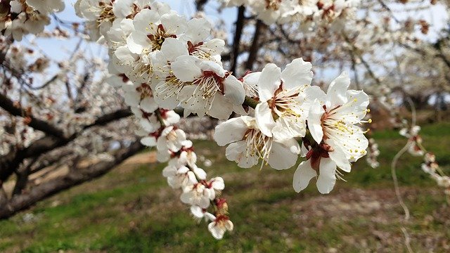 Unduh gratis Pium Flowers Spring - foto atau gambar gratis untuk diedit dengan editor gambar online GIMP