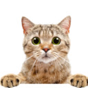 Placeholder Cat Pictures  screen for extension Chrome web store in OffiDocs Chromium