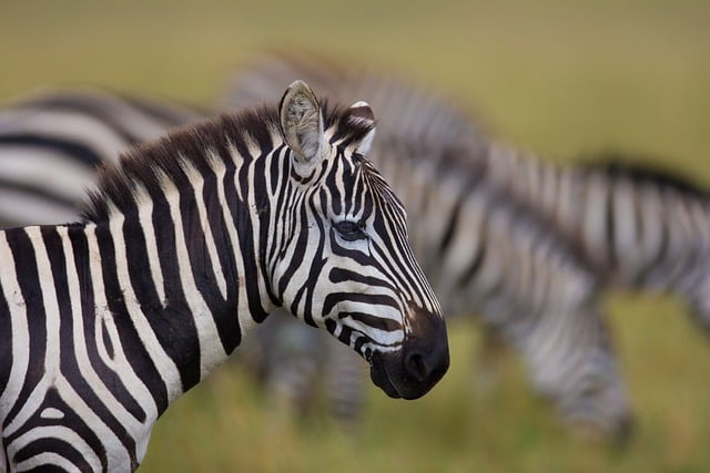 Kostenloser Download Plains Zebra Zebra Tier Säugetier Kostenloses Bild, das mit dem kostenlosen Online-Bildeditor GIMP bearbeitet werden kann