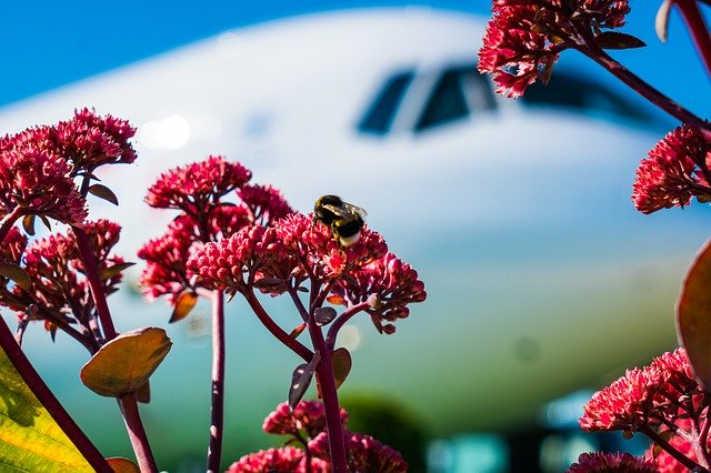 Free download Plane Bumblebee Flower -  free photo or picture to be edited with GIMP online image editor