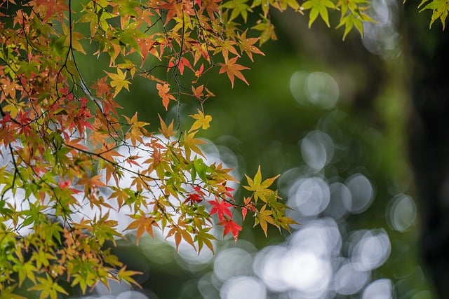 Free download plant acer palmatum acer palmatum free picture to be edited with GIMP free online image editor