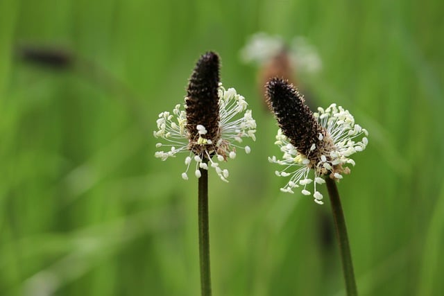 Free download plantain meadow plant wild herbs free picture to be edited with GIMP free online image editor