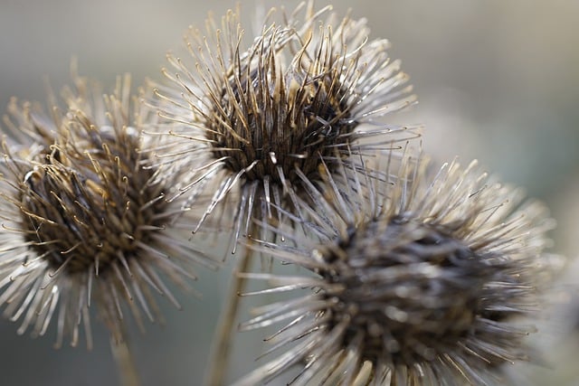 Free download plant arctium lappa burdock prickly free picture to be edited with GIMP free online image editor