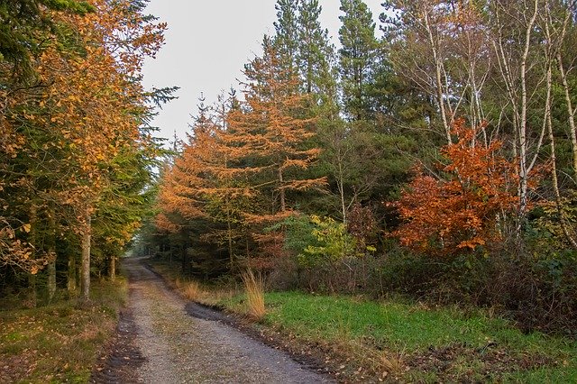 Free download Plantation Gravel Road Path -  free free photo or picture to be edited with GIMP online image editor