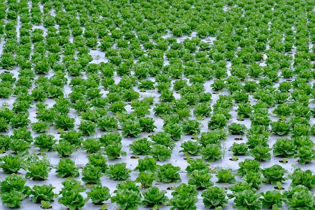 Free download plantation vegetable garden harvest free picture to be edited with GIMP free online image editor