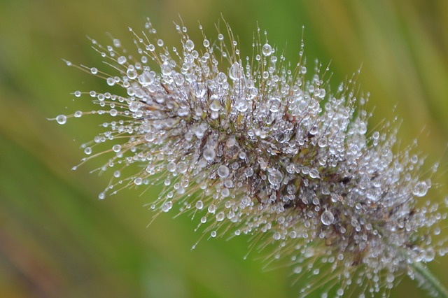 Free download plant au gratin nature decorative free picture to be edited with GIMP free online image editor