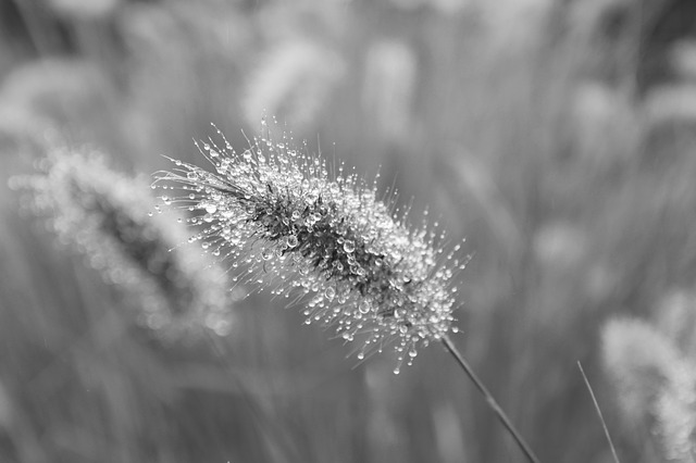 Free download plant au gratin photo black white free picture to be edited with GIMP free online image editor
