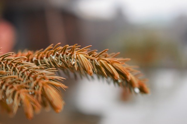 Unduh gratis Plant Blur Leaf - foto atau gambar gratis untuk diedit dengan editor gambar online GIMP