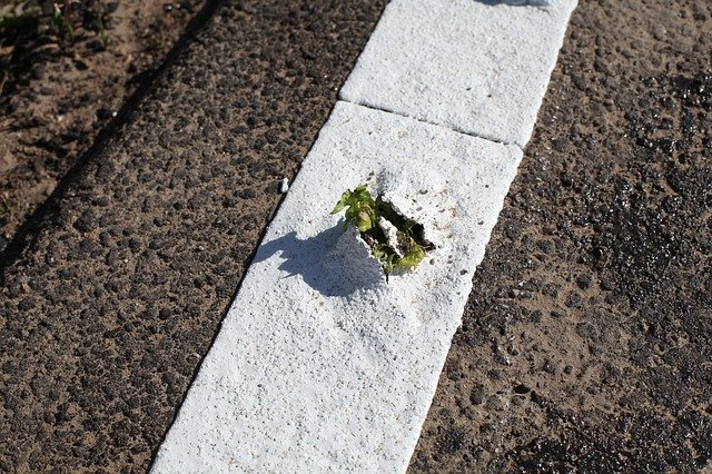 Free download Plant Breakthrough Asphalt -  free photo or picture to be edited with GIMP online image editor