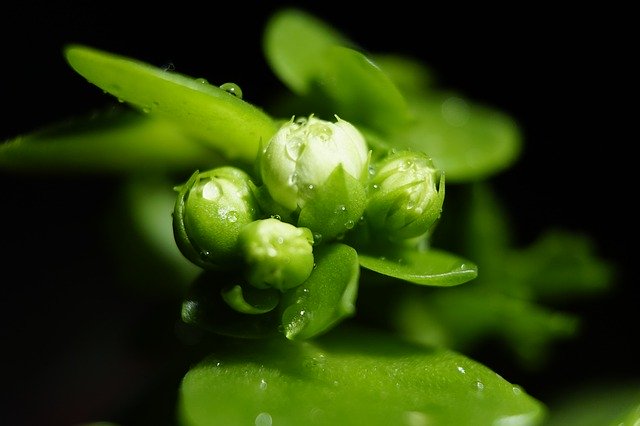 Free download Plant Bud Blossom free photo template to be edited with GIMP online image editor