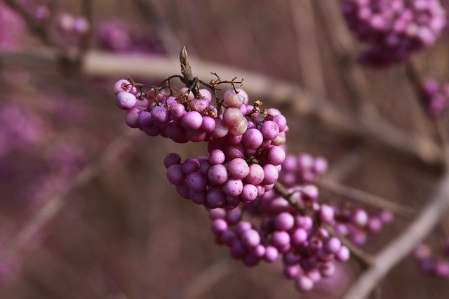 Téléchargement gratuit de Plant Bud Flower - photo ou image gratuite à éditer avec l'éditeur d'images en ligne GIMP