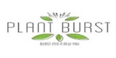 Free download Plant Burst free photo or picture to be edited with GIMP online image editor