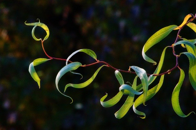Gratis download Plant Bush Flowers - gratis foto of afbeelding om te bewerken met GIMP online afbeeldingseditor