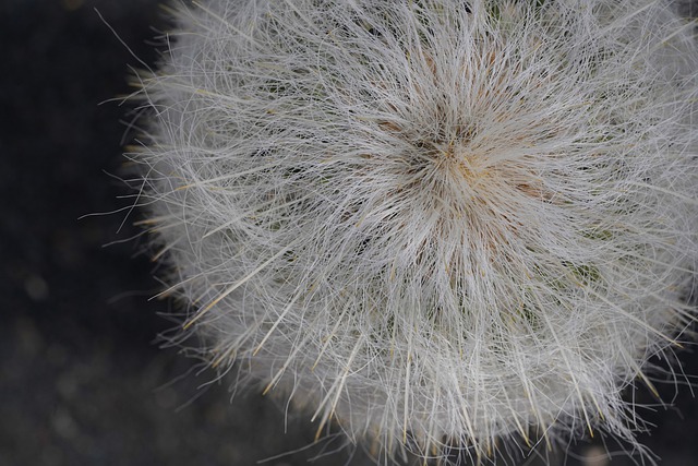 Free download plant cactus cacti prickly nature free picture to be edited with GIMP free online image editor