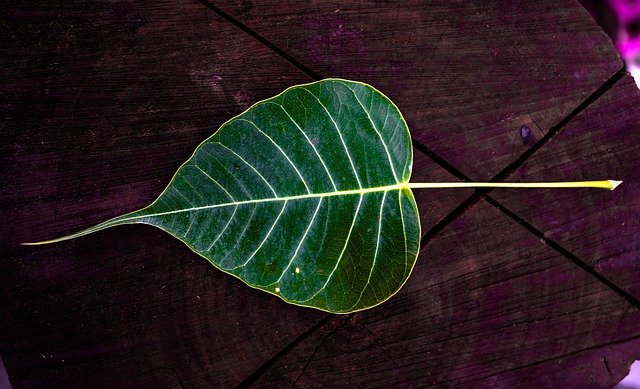 Free download plant closeup religion leaf free picture to be edited with GIMP free online image editor