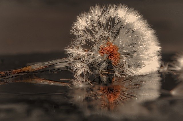 Bezpłatne pobieranie bezpłatnego szablonu zdjęć Plant Dandelion Meadow do edycji za pomocą internetowego edytora obrazów GIMP